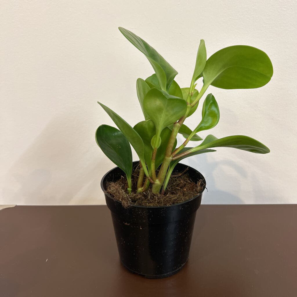 4" PEPEROMIA - GREEN