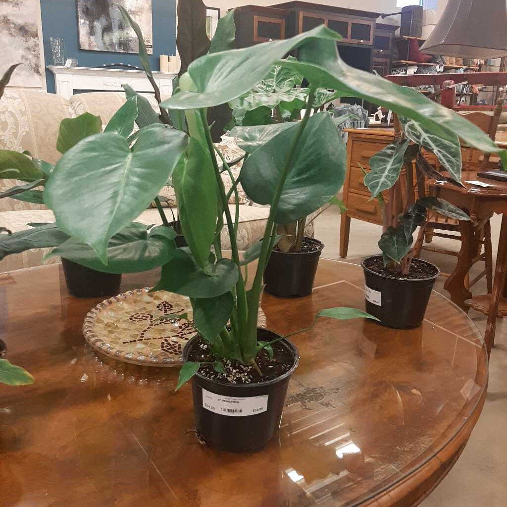 6" MONSTERA