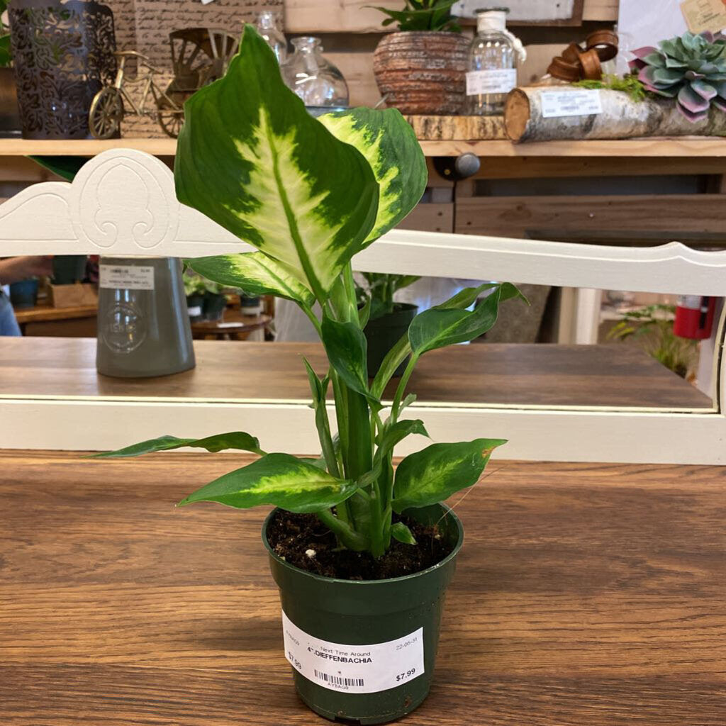 4" DIEFFENBACHIA
