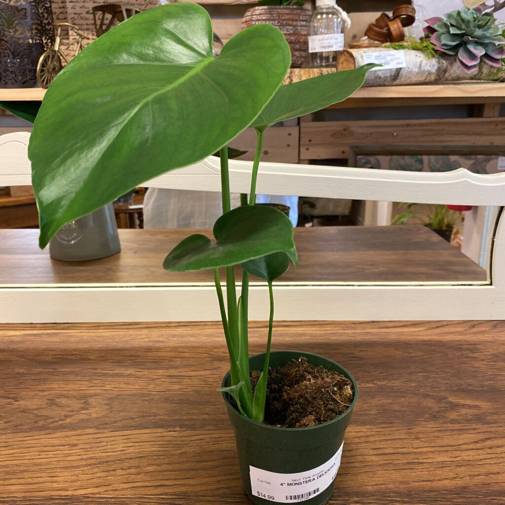 4" MONSTERA