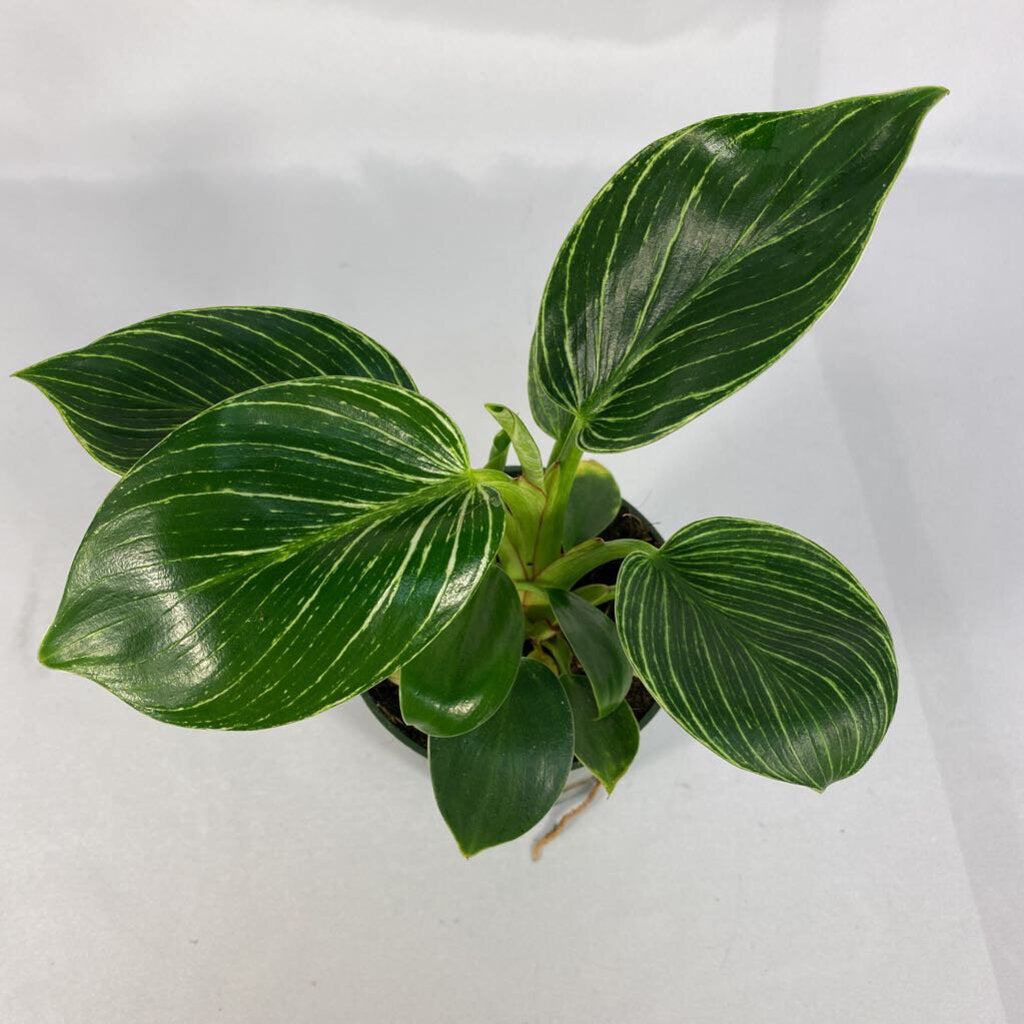 4" PHILODENDRON - BIRKIN