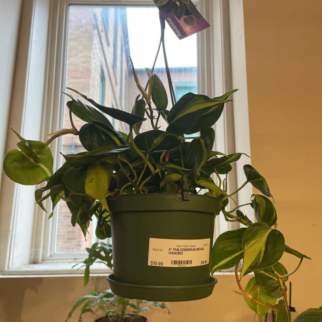6" PHILODENDRON BRASIL HANGING