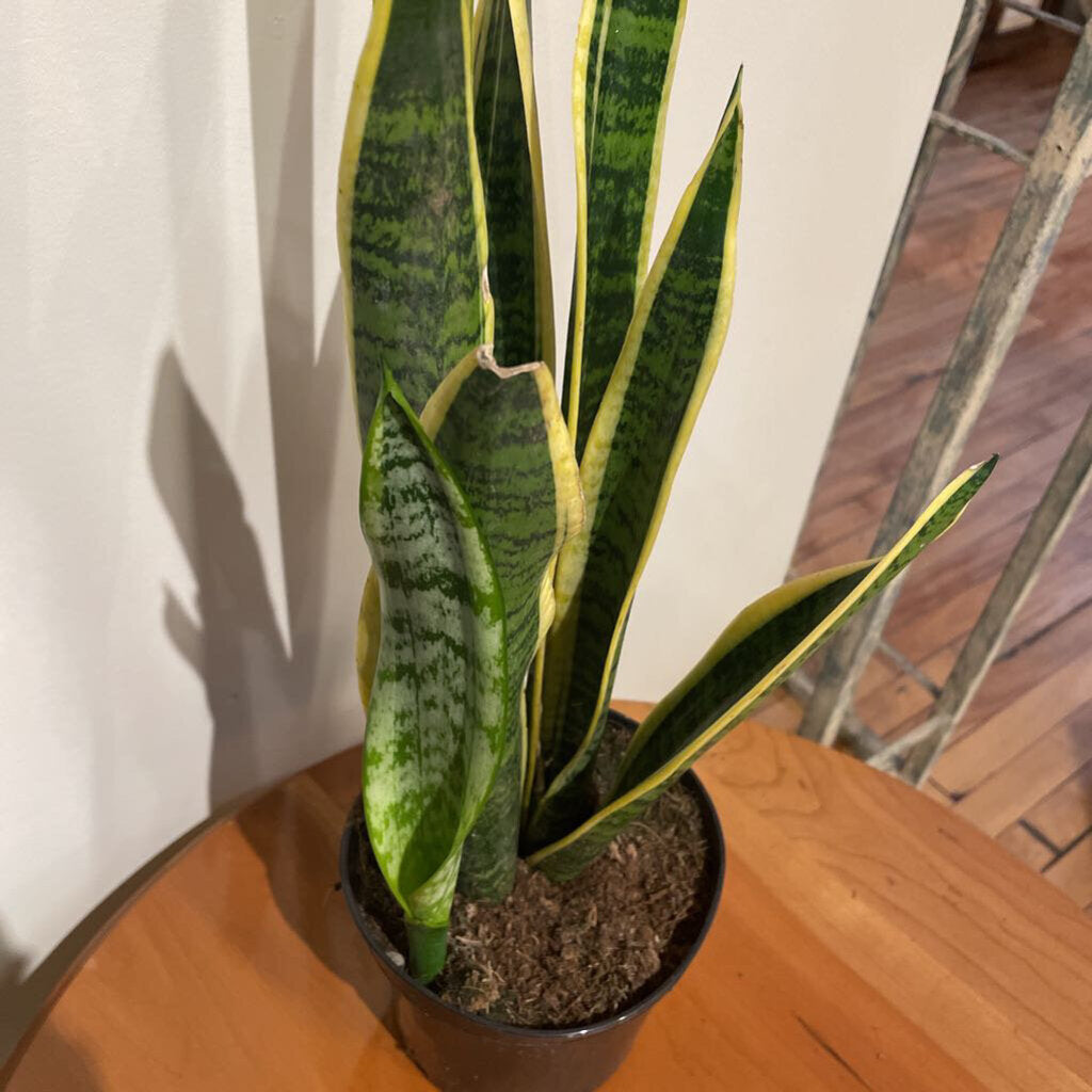 6" SANSEVIERIA LAURENTII
