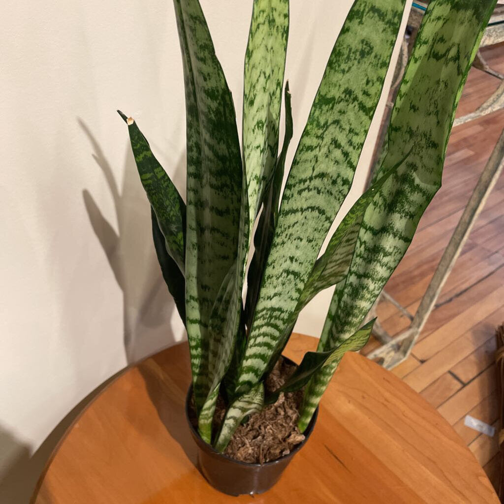 6" SANSEVIERIA ZEYLANICA