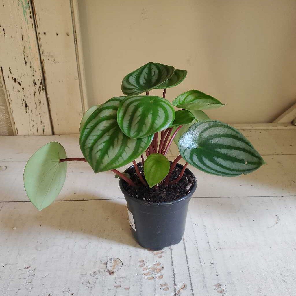 4" PEPEROMIA WATERMELON