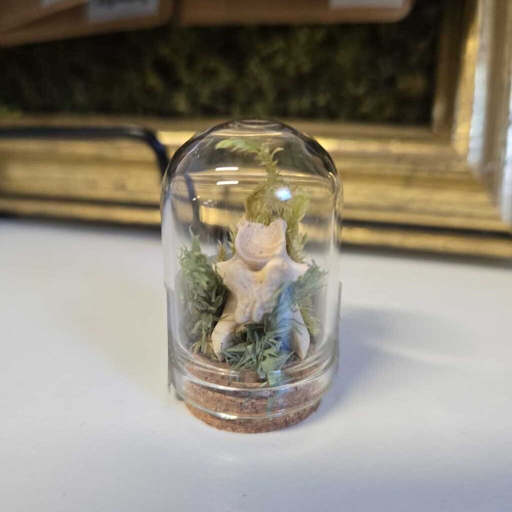 XS DOME - VERTEBRAE & MOSS