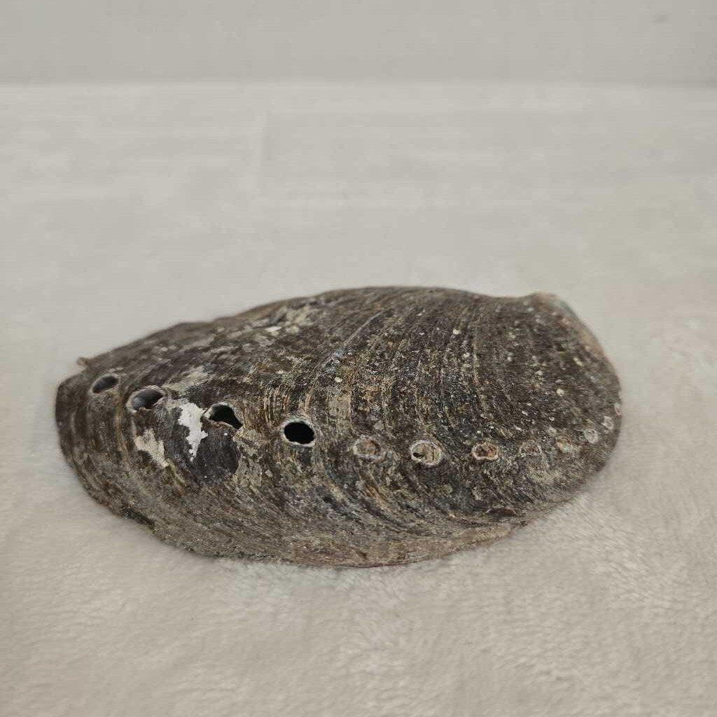 Shell