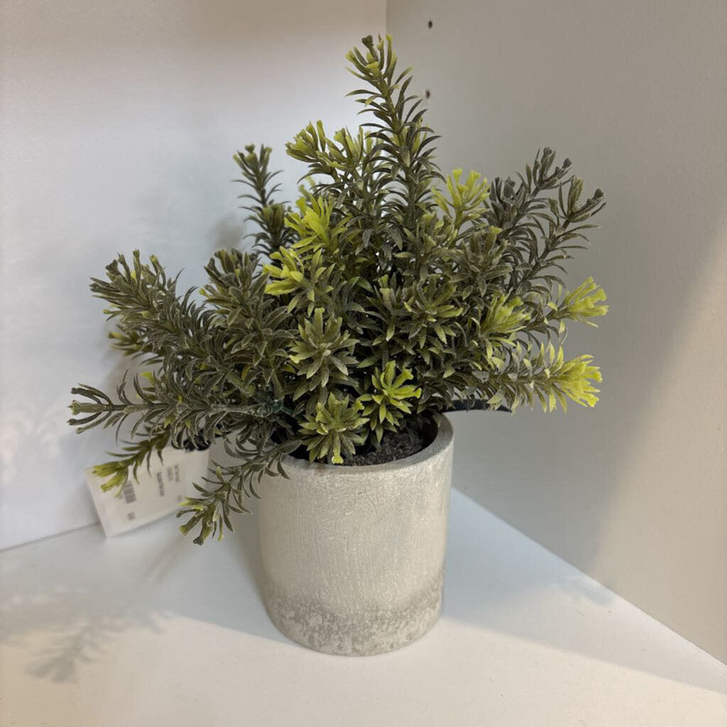 Succulent Plant Decor