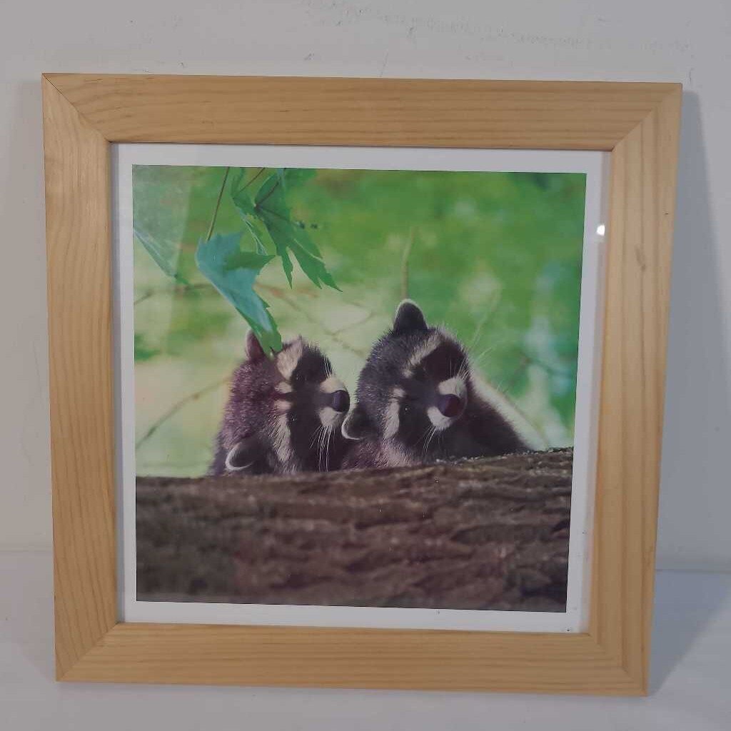 RACCOON FRAMED ART