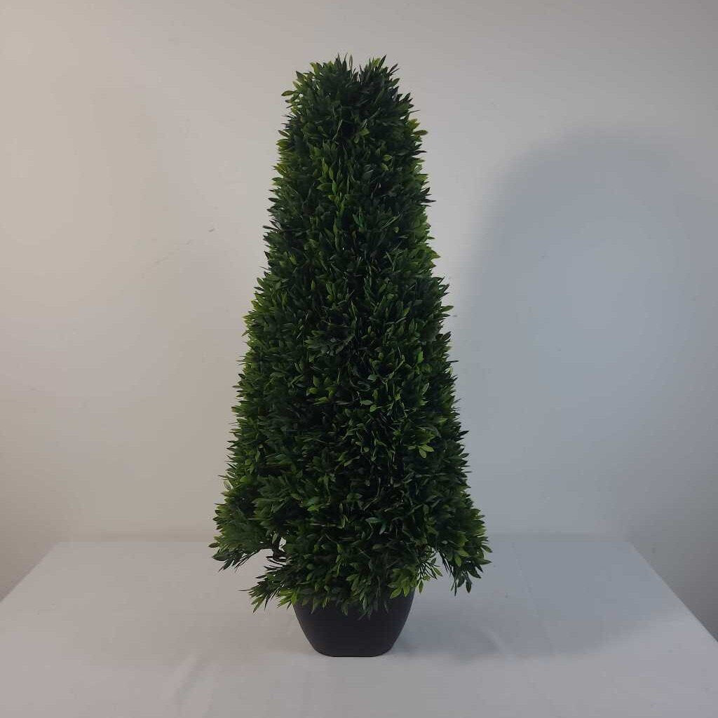 CONE SHAPED BOXWOOD TOPIARY IN BLACK POT