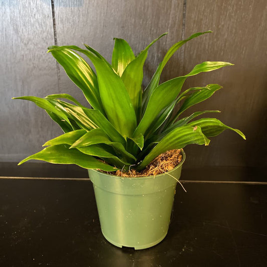4" DRACENA - JANET CRAIG