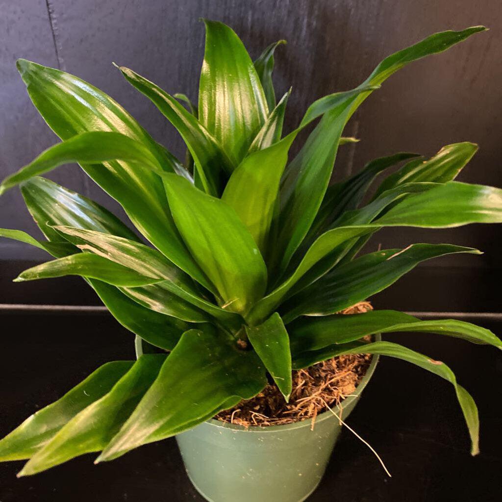 4" DRACENA - JANET CRAIG