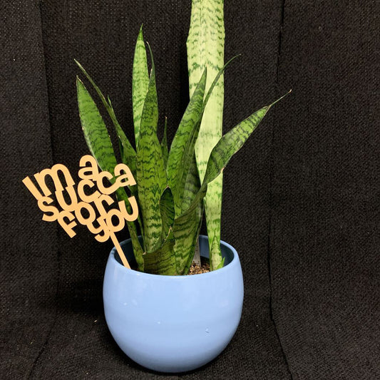 LG PLANT PUN ~IM A SUCCA FOR YOU