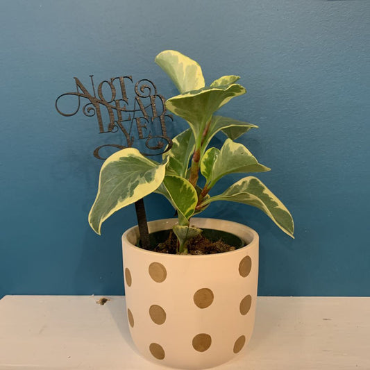 PLANT STICK MED~NOT DEAD YET