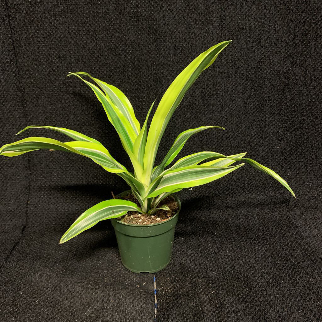 4" DRACENA LEMON LIME