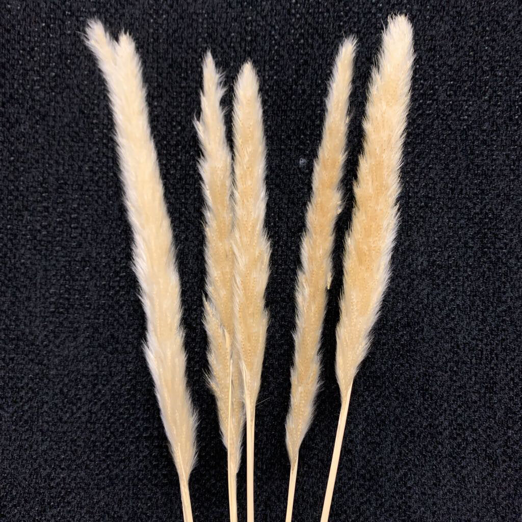 25" PACK OF PAMPAS GRASS