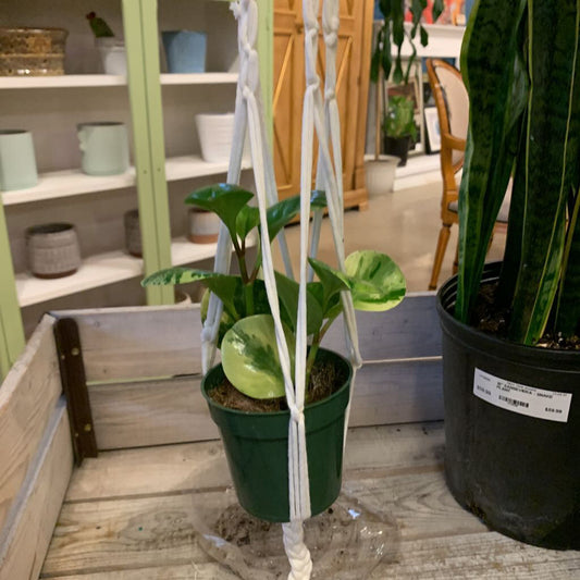 IVORY MACRAME PLANT HANGER