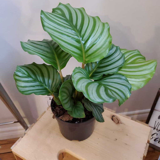 6" CALATHEA ORBIFOLIA