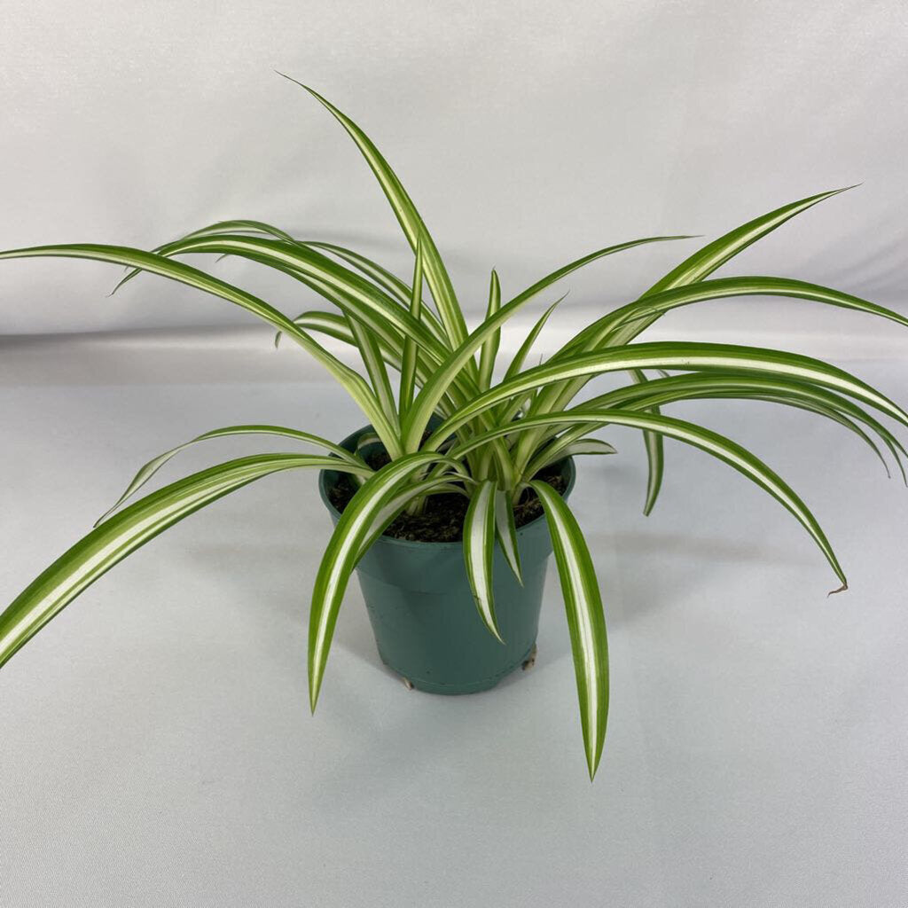 4" SPIDER PLANT - VARIEGATED