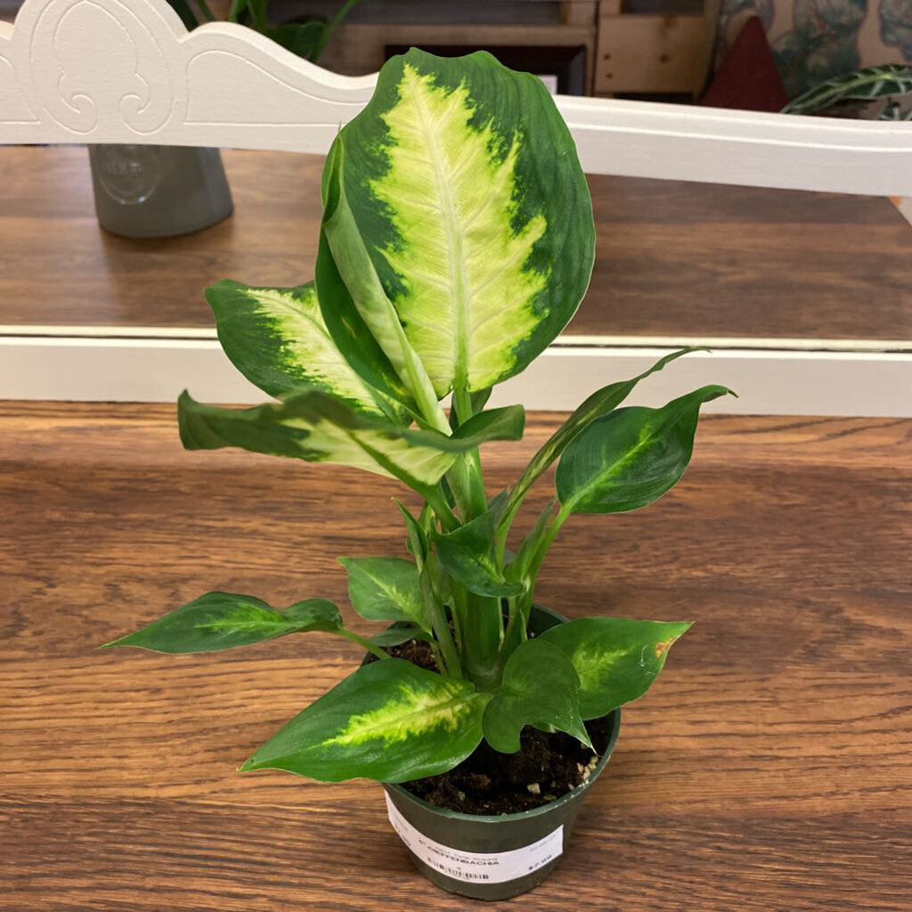 4" DIEFFENBACHIA