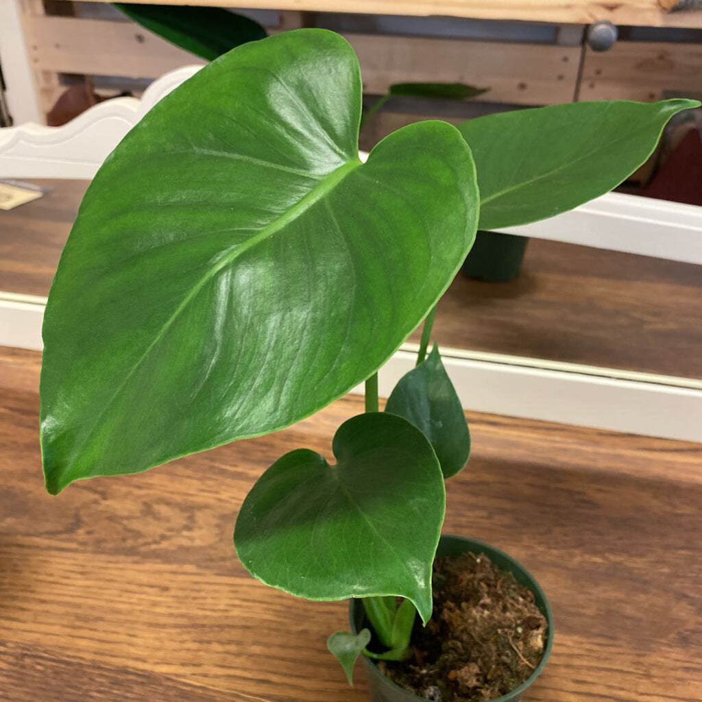 4" MONSTERA