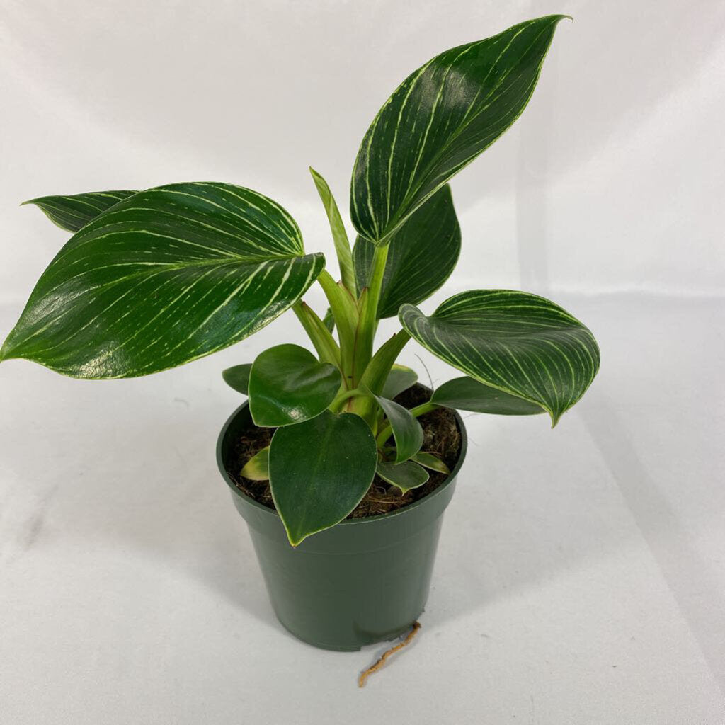 4" PHILODENDRON - BIRKIN