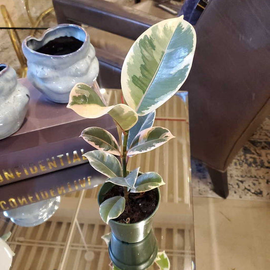4" FICUS TINEKE