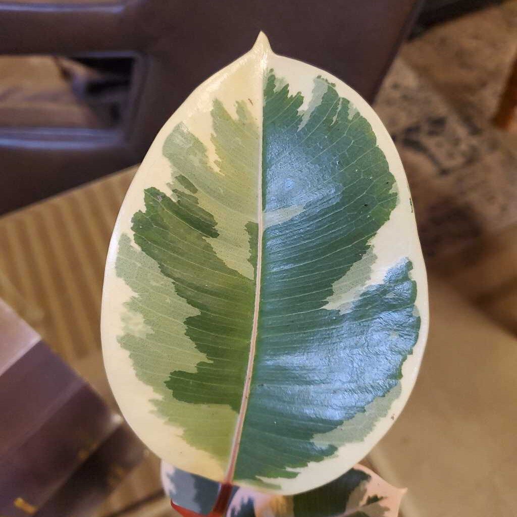4" FICUS TINEKE