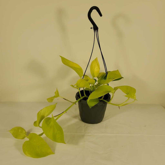 6" LIME POTHOS HANGING