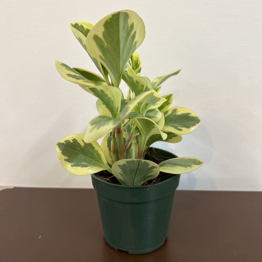 4" PEPPEROMIA - VARIEGATED