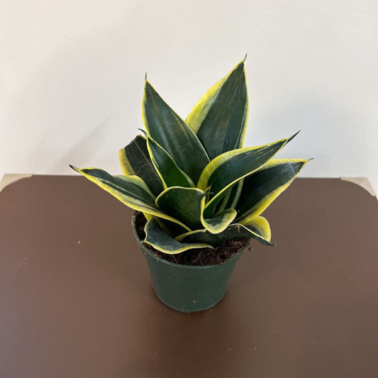 4" BIRDS NEST SANSEVIERIA - BLACK STAR