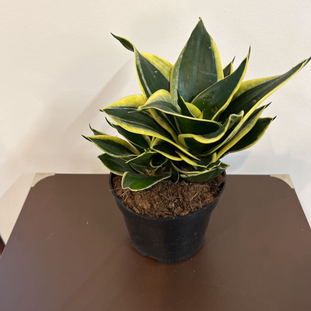 6" BIRDS NEST SANSEVIERIA - BLACK STAR