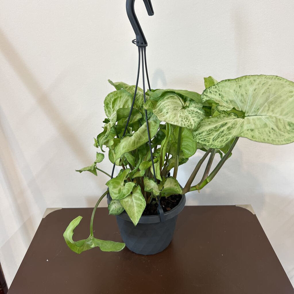 6" SYNGONIUM WHITE BUTTERFLY