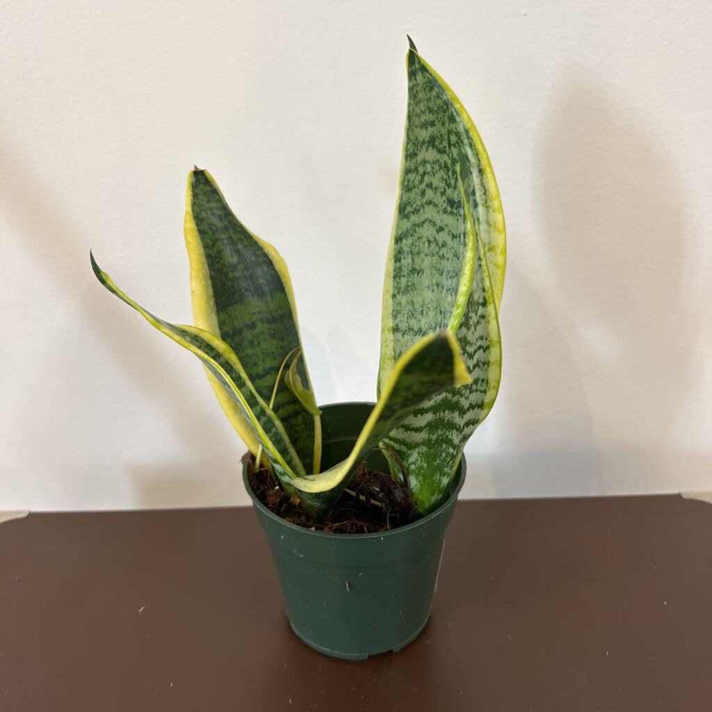 4" SANSEVIERIA - SUPERBA
