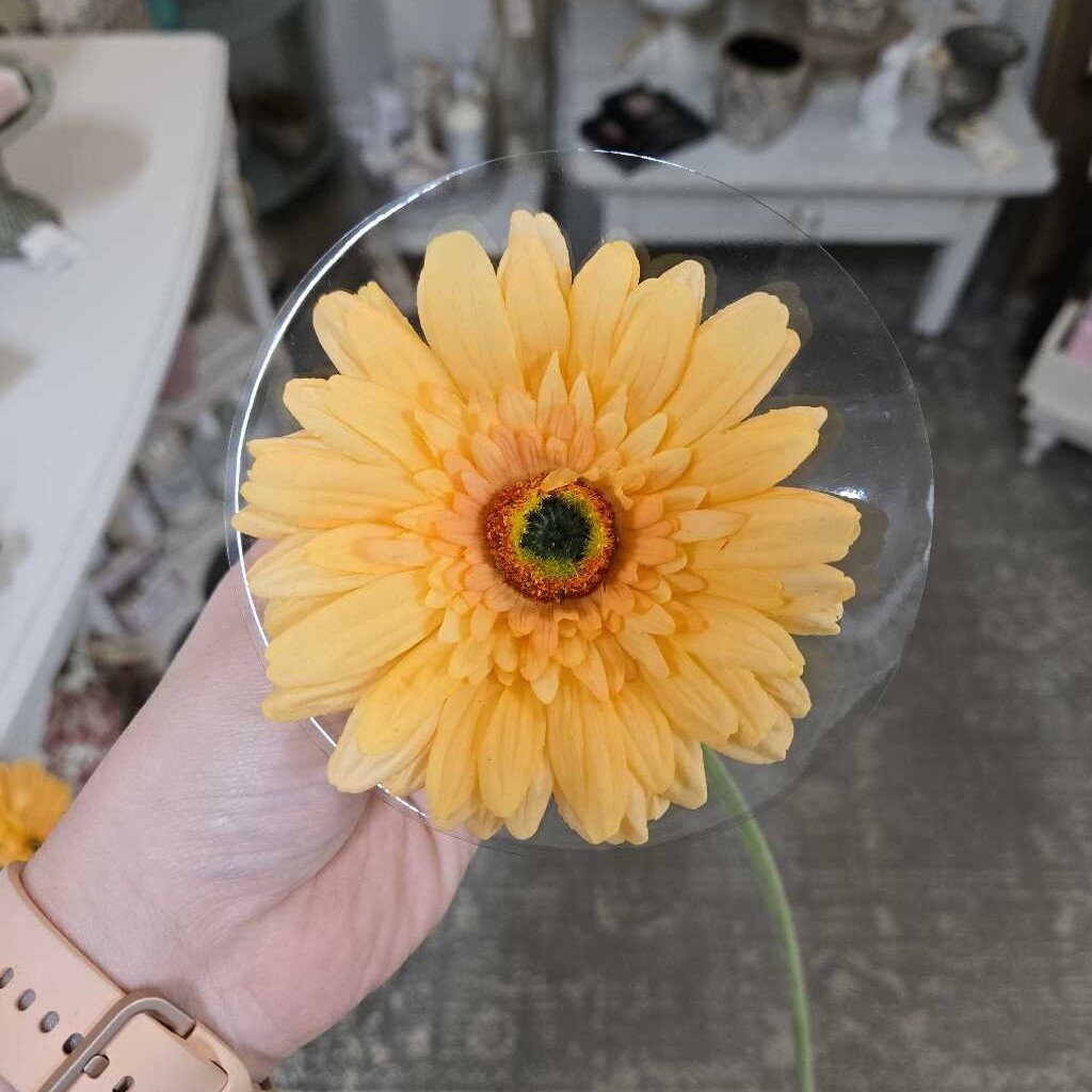 25" Fresh Touch Gerber Daisy Stem - Yellow
