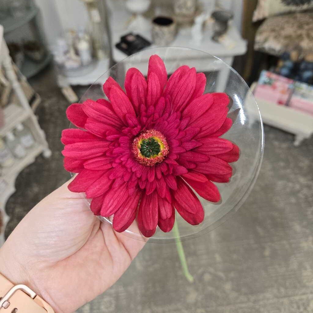 25" Fresh Touch Gerber Daisy Stem - Rose