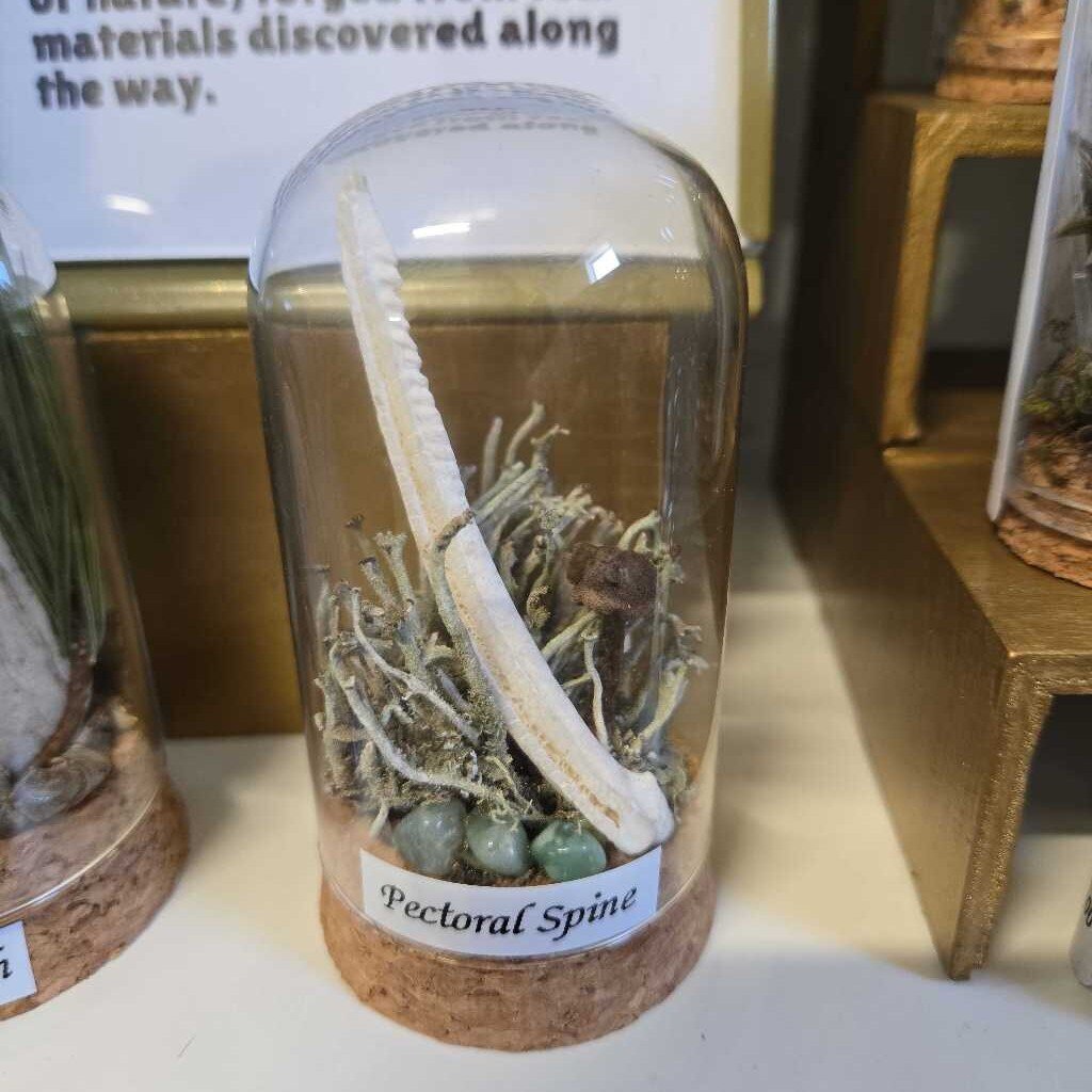 MEDIUM CORK BOTTPM DOME - PECTORAL SPINE BONE