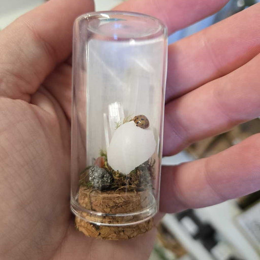 FLAT TOP DOME - LADYBUG & SELENITE