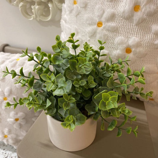 Boxwood White Planters