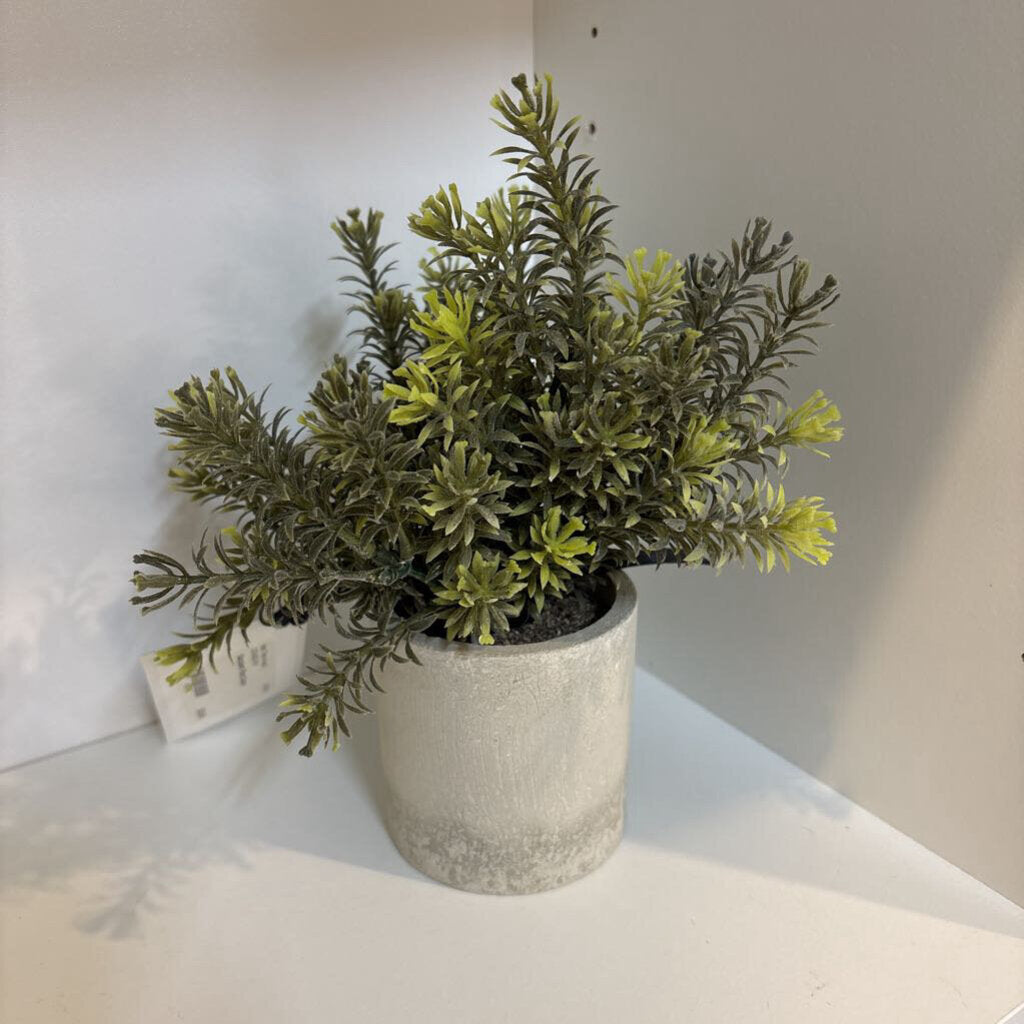 Succulent Plant Decor