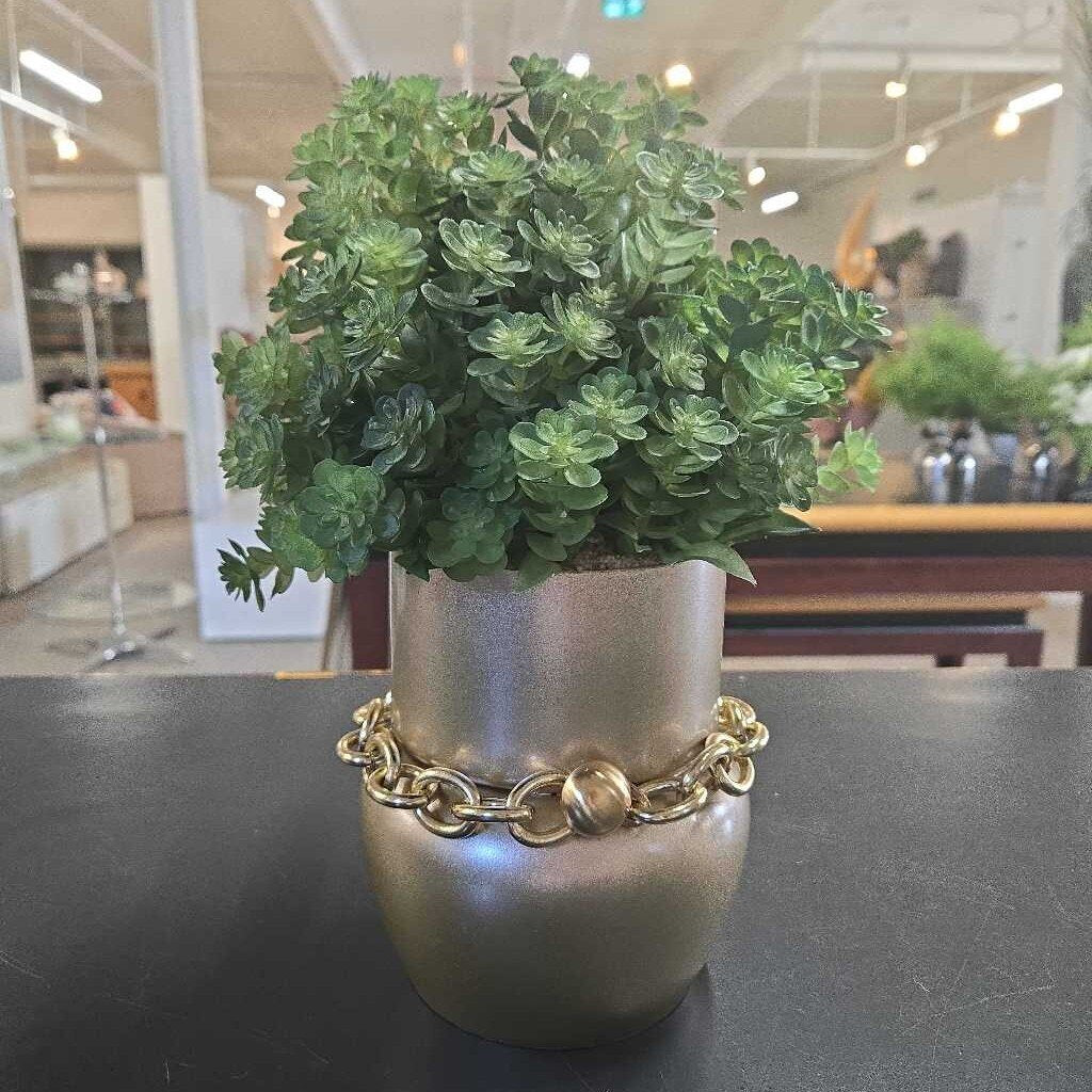 SEDUM IN GOLD POT