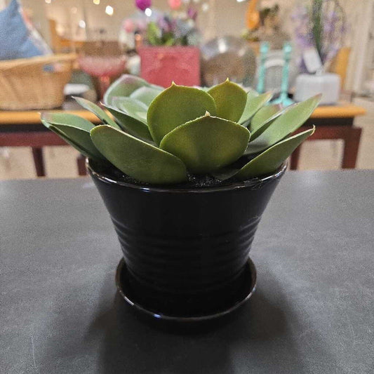 FAUX SUCCULENT IN BLACK POT