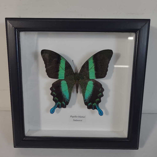 PAPILIO BLUMEI