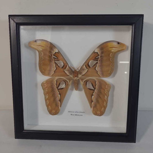 ATTACUS ATLAS FEMALE