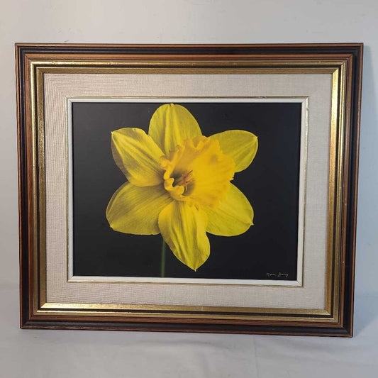 FRAMED DAFFODIL PHOTO OF THE MONTHE COLLECTION