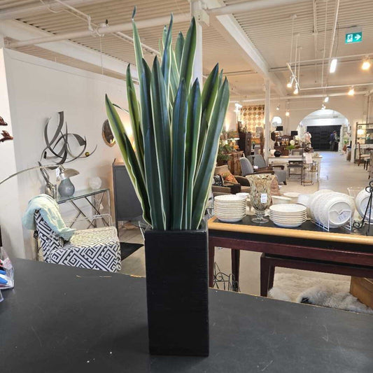 SNAKE PLANT IN BLACK RIBBED VASE