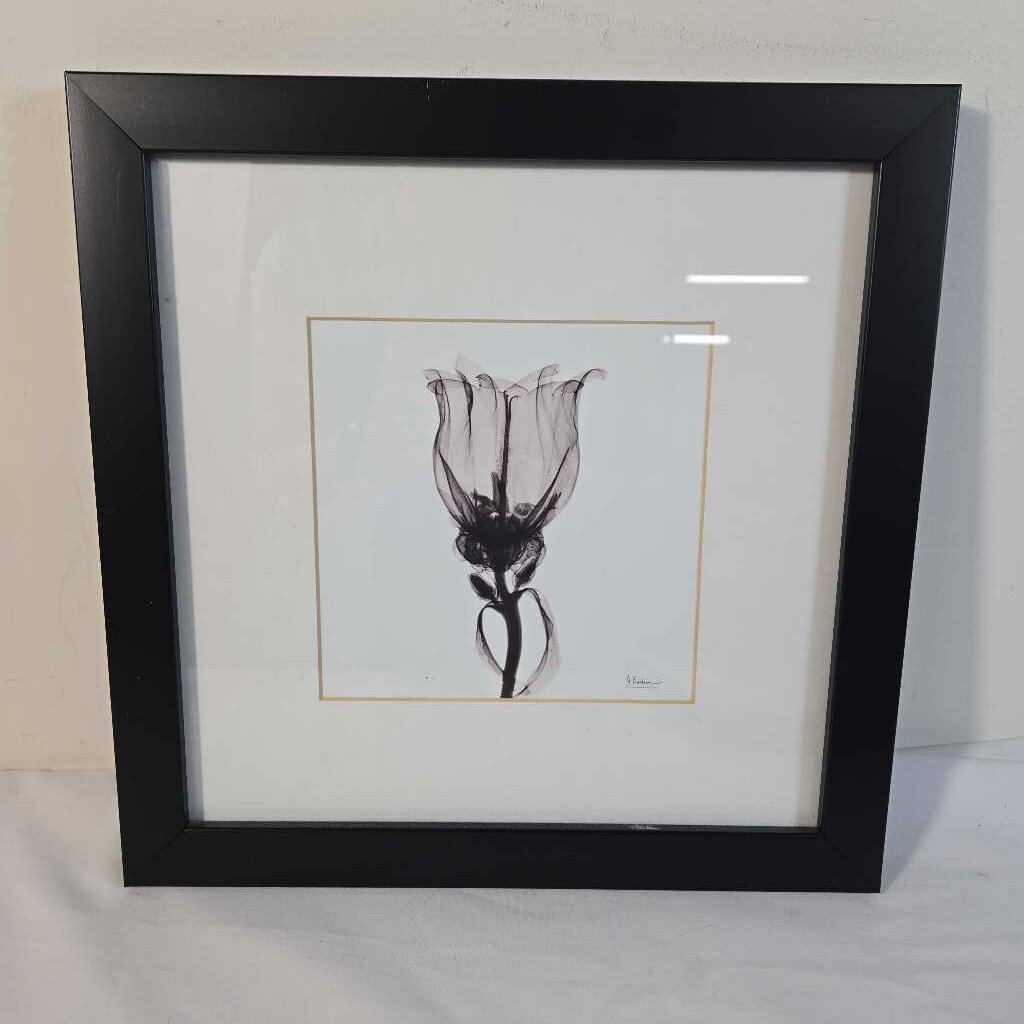 XRAY TULIP PRINT A