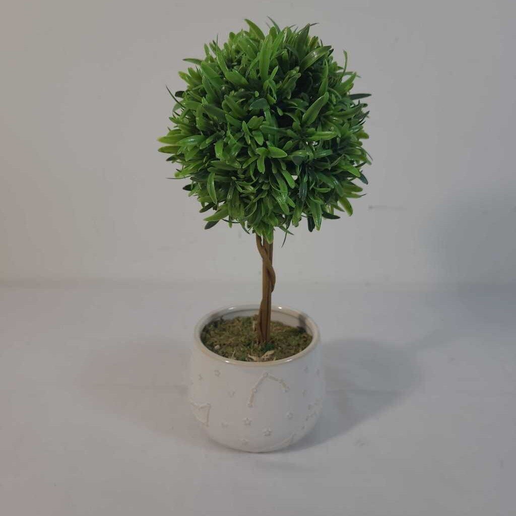SM BOXWOOD TOPIARY IN CONSTELLATION POT
