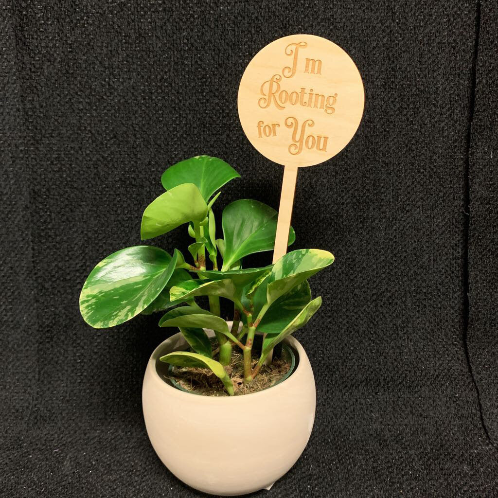 I'M ROOTING FOR YOU~LG PLANT PUN STICK