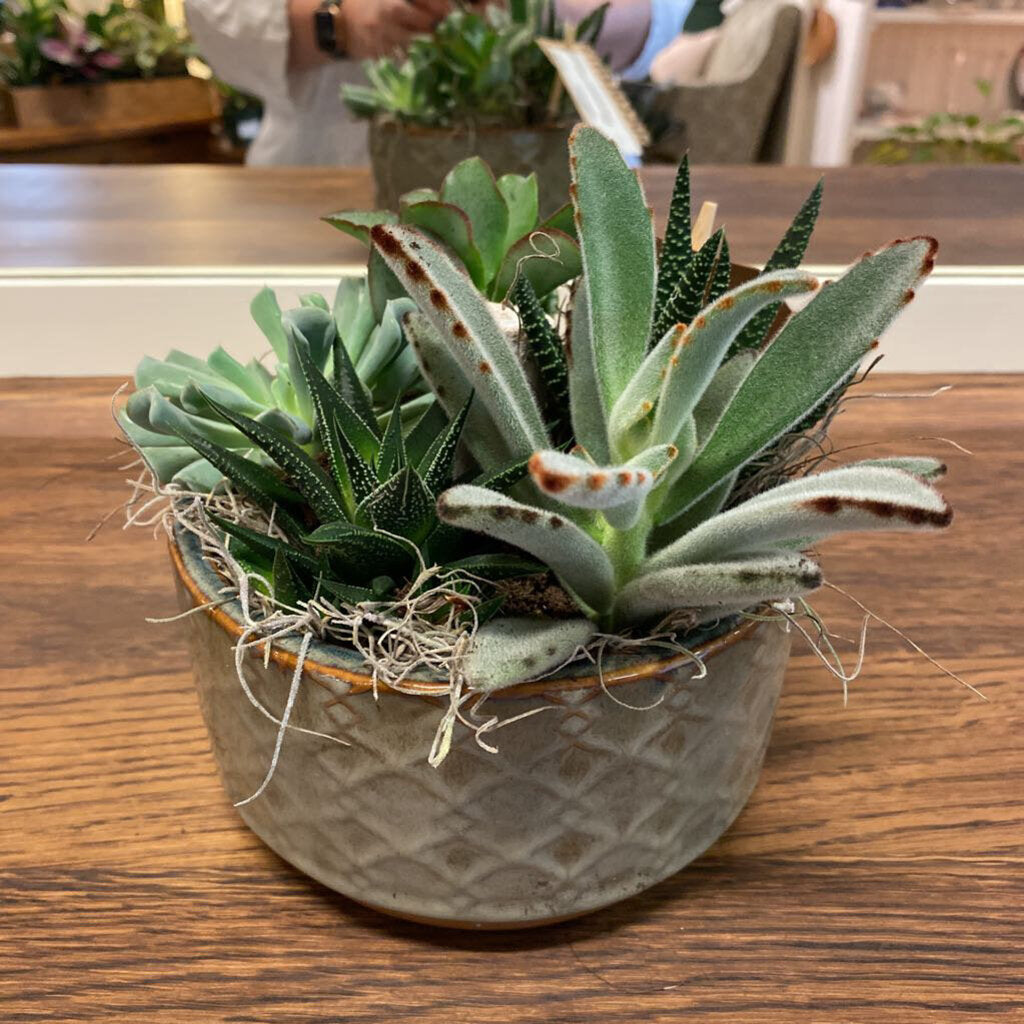 5 SUCCULENTS IN PLANTER - TEAL